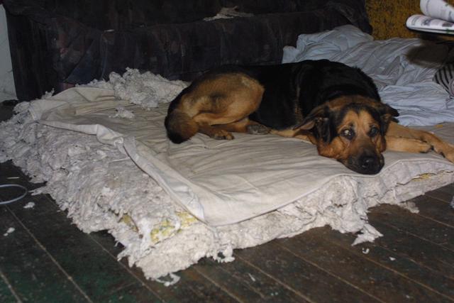 Trænger din hund til en ny Futon madras, det gør hunden "Ozzy"