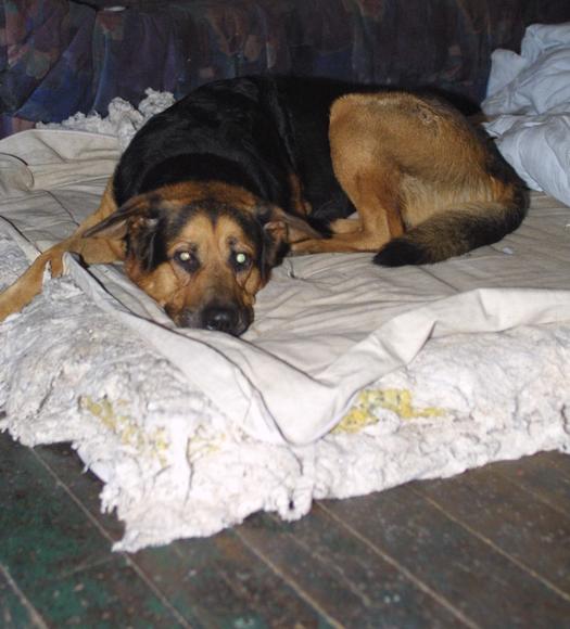 Trænger din hund til en ny Futon madras, det gør hunden "Ozzy"